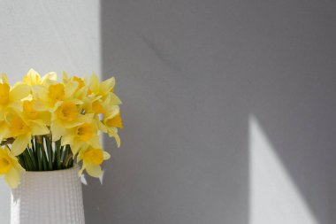 Beyaz vazodaki sarı nergisler gri arka planda, parlak gün ışığında gölgeli. Ön görünüm