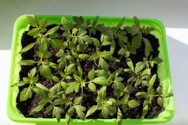 Bahçe işleri konsepti. Tohumlardan yetişen yeşil filizler. Pencere kenarında toprak olan bir tencerede domates tohumları. Üst görünüm