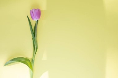 Sarı arka planda hafif pembe bir lale. Fotokopi alanı olan bir buket çiçekle bahar arkaplanı. Düz yatıyordu