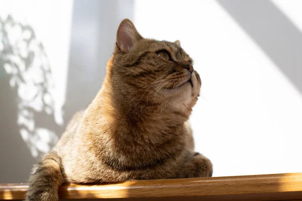 一只黄眼睛的灰色条纹猫躺在一张木制桌子上 带有阴影的宠物肖像画 — 图库照片