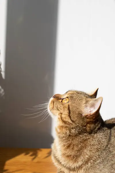 Gato Listrado Cinza Com Olhos Amarelos Está Uma Mesa Madeira — Fotografia de Stock