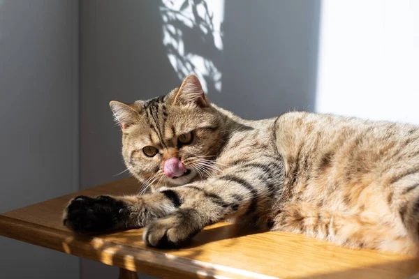 一只黄眼睛的灰色条纹猫躺在一张木制桌子上 舔着嘴唇 带有阴影的宠物肖像画 — 图库照片