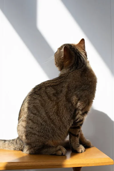 一只灰色条纹猫回头坐在一张木制桌子上 带有阴影的宠物肖像画 — 图库照片