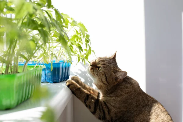 Gri çizgili bir kedi koklamak için pencere pervazındaki domates fidelerine uzanır. Ön manzara. Evde bahçe işleri ve evcil hayvanlar.