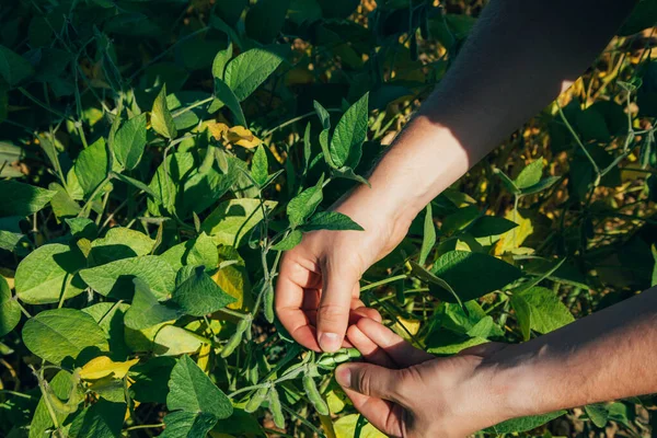 Close Male Hands Agronomist Plucking Soybeans Check Condition Sunny Day — Stock Photo, Image