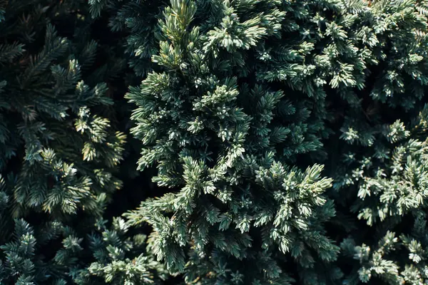Zelené Jehličnaté Větve Přírodní Texturované Zelené Pozadí Zanechává Vzor Pohled — Stock fotografie