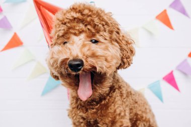 A small red poodle in a festive red cap on a white wooden background celebrates a birthday, licks his lips. Front view, close up