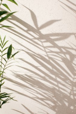 Green branches of a decorative palm tree with a shadow on a gray background. Natural background. Selective focus