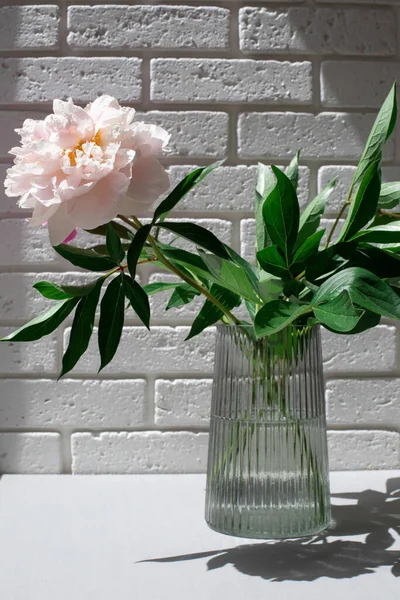 Pivoines Roses Délicates Dans Vase Transparent Contre Mur Briques Blanches — Photo