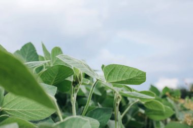 Parlak güneş ışığında yakın plan bir tarlada soya fasulyesi bitkileri. Soyalı tarım tarlası. Yeşil arka plan, seçici odaklanma. Ön görünüm