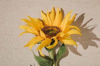 Bright sunflower flower with a green stem on a light beige stone background. Top view
