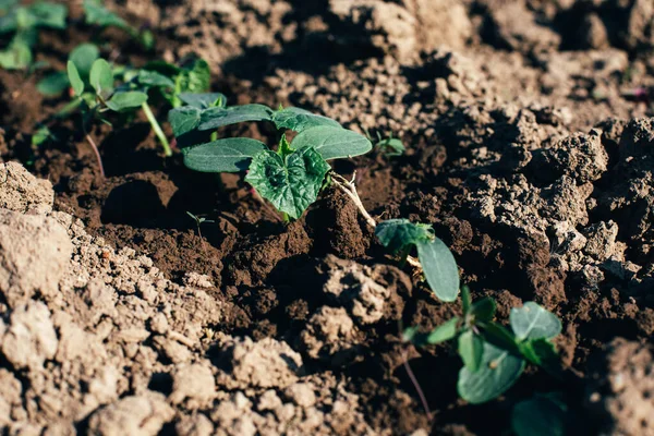 stock image Concept of gardening. Small green bushes of cucumbers in the ground soil on a sunny day. Growing vegetables. Top view