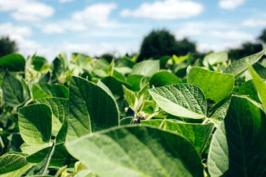 Parlak güneş ışığında yakın plan bir tarlada soya fasulyesi bitkileri. Soyalı tarım tarlası. Yeşil arka plan, seçici odaklanma. Ön görünüm