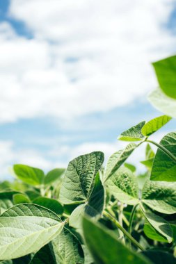 Parlak güneş ışığında yakın plan bir tarlada soya fasulyesi bitkileri. Soyalı tarım tarlası. Yeşil arka plan, seçici odaklanma. Ön görünüm