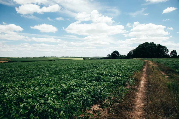 Sojabohnenpflanzen Auf Einem Feld Einem Sonnigen Tag Ackerland Mit Soja — Stockfoto