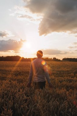 Gün batımında buğday tarlası. Tarım konsepti, tarladaki bir çiftçi mahsulün kalitesini kontrol eder. Ön görünüm