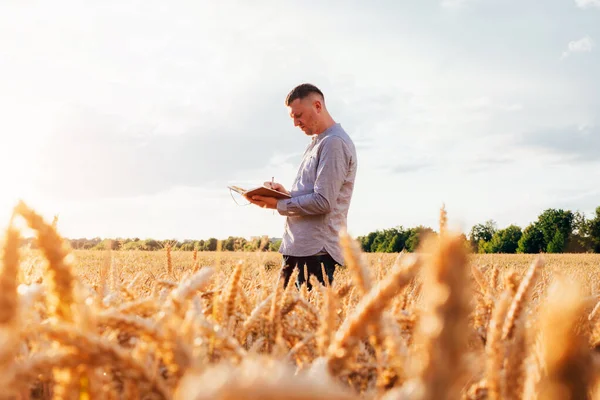 Weizenfeld Bei Sonnenuntergang Landwirtschaftskonzept Ein Landwirt Auf Dem Feld Überprüft — Stockfoto