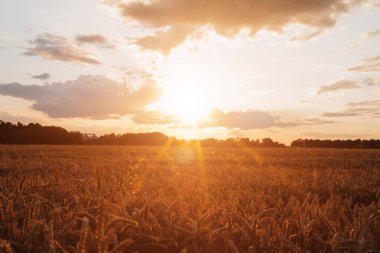 Tarım alanında sarı buğday başakları. Gün batımında buğday tarlası. Yaz manzarası. Ön görünüm