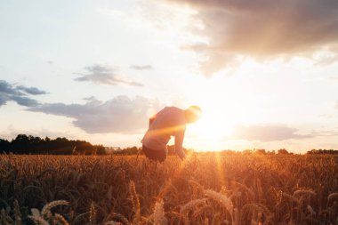 Gün batımında buğday tarlası. Tarım konsepti, tarladaki bir çiftçi mahsulün kalitesini kontrol eder. Ön görünüm
