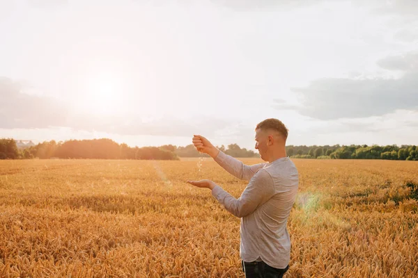 日落时的麦田 农业概念 农民在田里检查作物的质量 — 图库照片