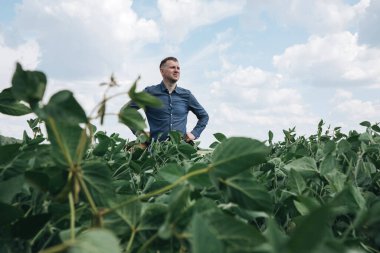 Soya tarlasında tarım yapan çiftçi. Tarım ürünlerinin büyümesini kontrol etmek. Fasulyeli yeşil soya. Ön görünüm