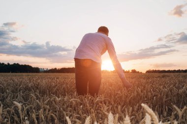 Gün batımında buğday tarlası. Tarım konsepti, tarladaki bir çiftçi mahsulün kalitesini kontrol eder. Ön görünüm