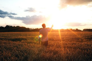 Gün batımında buğday tarlası. Tarım konsepti, tarladaki bir çiftçi mahsulün kalitesini kontrol eder. Ön görünüm