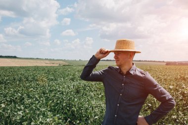 Soya tarlasında tarım yapan çiftçi. Tarım ürünlerinin büyümesini kontrol etmek. Fasulyeli yeşil soya. Ön görünüm