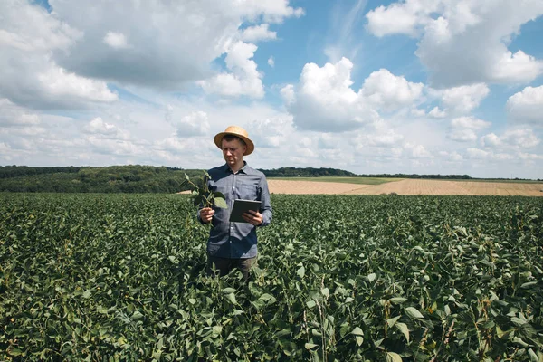 Soya Tarlasında Tarım Yapan Çiftçi Tarım Ürünlerinin Büyümesini Kontrol Etmek — Stok fotoğraf
