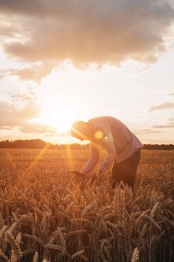 Gün batımında buğday tarlası. Tarım konsepti, tarladaki bir çiftçi mahsulün kalitesini kontrol eder. Ön görünüm