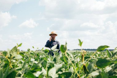 Soya tarlasında tarım yapan çiftçi. Tarım ürünlerinin büyümesini kontrol etmek. Fasulyeli yeşil soya. Ön görünüm