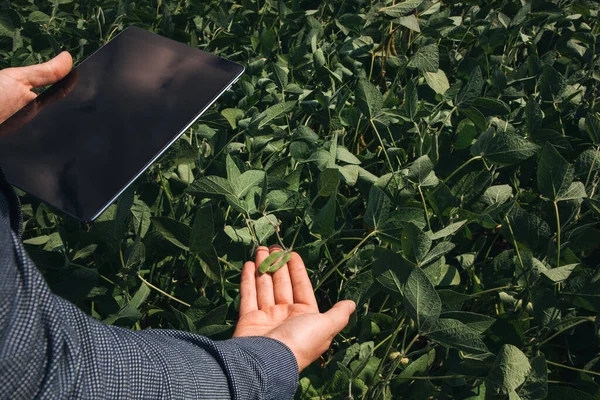 Erkek ellerine yakın çekim, dijital tabletli tarım uzmanı tarım alanında güneşli bir günde durumlarını kontrol etmek için soya fasulyesi topluyor. Üst görünüm