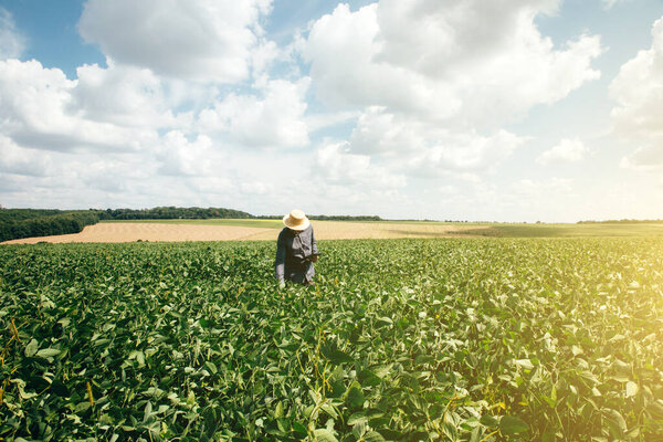 Farmer, agronomist in the soybean field. Controlling the growth of agricultural crops. Green soy with beans. Front view