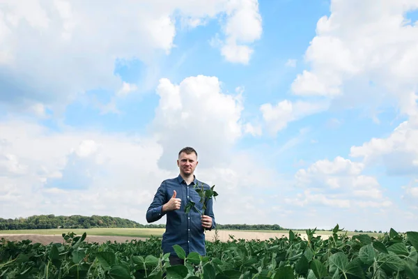 Landwirt Agrarwissenschaftler Auf Dem Sojabohnenfeld Kontrolle Des Wachstums Landwirtschaftlicher Nutzpflanzen — Stockfoto