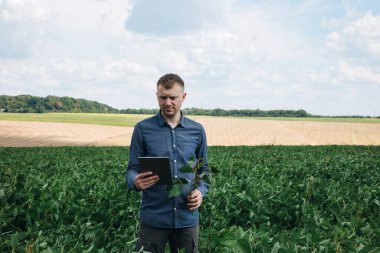 Soya tarlasında tarım yapan çiftçi. Dijital tabletle tarımsal ürünlerin büyümesini kontrol etmek. Fasulyeli yeşil soya. Ön görünüm