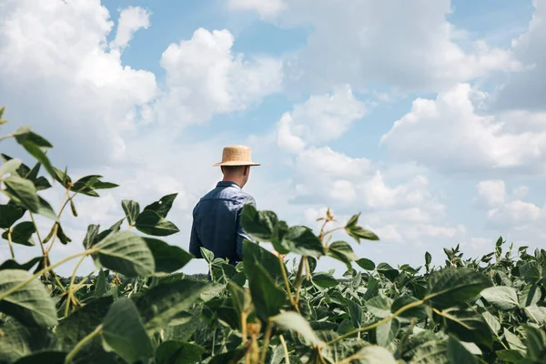 Jordbrukare Agronom Sojabönsfältet Kontroll Odlingen Jordbruksgrödor Grön Soja Med Bönor — Stockfoto