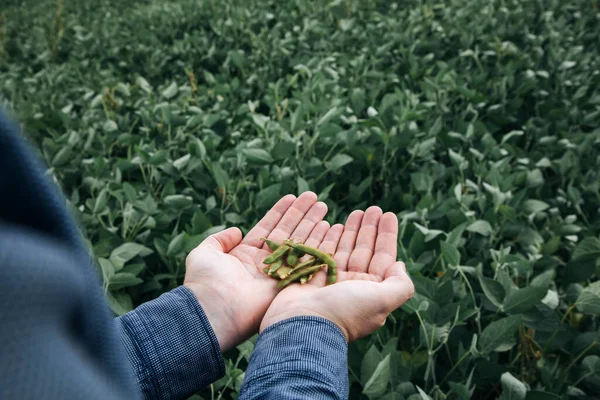 Close Male Hands Agronomist Plucking Soybeans Check Condition Sunny Day — Stock Photo, Image