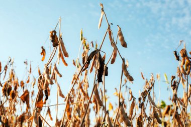 Yakın planda olgun sarı soya fasulyesi bitkileri. Mavi gökyüzüne karşı olgun soya ile tarım tarlası. Ön görünüm