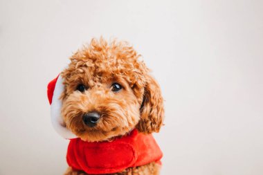 Açık arkaplanda Noel Baba kostümü giymiş küçük bir kaniş köpeği. Evcil hayvan portresi. Noel tebrik kartı, ön manzara.