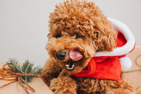 Close Small Ginger Poodle Dog Santa Suit Light Background Pets — Stock Photo, Image