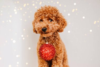 Kırmızı ışıklı arka planda Noel oyuncağıyla yakın plan kızıl kaniş köpeği. Evcil hayvan portresi. Noel tebrik kartı, ön manzara.