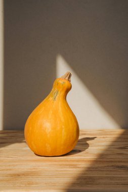 Sarı balkabağı açık arkaplanda, gün ışığı gölgesinde. Sonbahar kompozisyonu. Cadılar Bayramı geçmişi. Ön görünüm