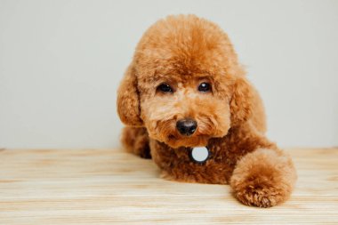 Açık gri arka planda, yakasında küçük, kırmızı bir kaniş. Evcil hayvan portresini kapat. Ön görünüm