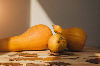 Hafif arka planda kuru yapraklı sarı balkabakları. Sonbahar kompozisyonu. Cadılar Bayramı geçmişi. Ön görünüm