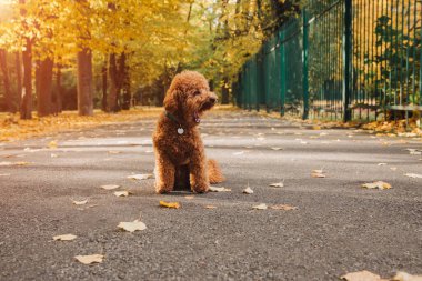 Sarı renkli küçük kırmızı bir kaniş sonbahar parkında yaprakların üzerinde oturur. Güneş batıyor. Sonbahar yaprakları dökülüyor. Ön görünüm