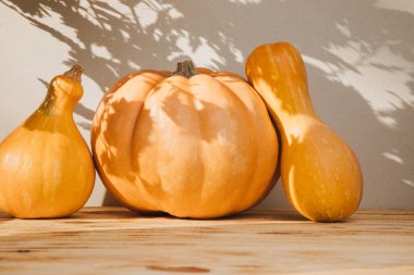 Hafif arka planda sarı balkabakları ve çiçek gölgeleri. Sonbahar kompozisyonu. Cadılar Bayramı geçmişi. Ön görünüm