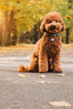 Küçük kırmızı bir kaniş sonbahar parkında sarı yapraklarla oturur. Güneşli bir sabah. Sonbahar yaprakları dökülüyor. Ön görünüm