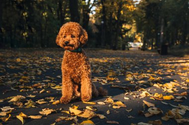 Sonbahar parkında yaprakların üzerinde küçük kırmızı bir kaniş oturuyor. Güneş batıyor. Sonbahar yaprakları dökülüyor. Ön görünüm
