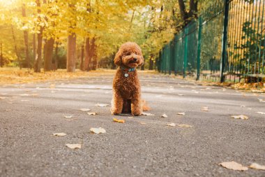 Sonbahar parkında yaprakların üzerinde küçük kırmızı bir kaniş oturuyor. Güneş batıyor. Sonbahar yaprakları dökülüyor. Ön görünüm