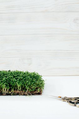 Evde bahçıvanlık. Yeşillik mikroyeşiller, gri arka planda keten bir halının üzerindeki fesleğen. Ön görünüm